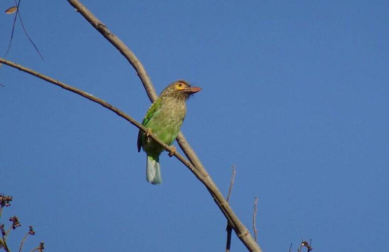 The Role of Agriculture Policies in Shaping Election Campaigns