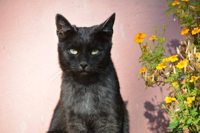 The Beauty of Natural Wood in Home Design: From Floors to Furniture